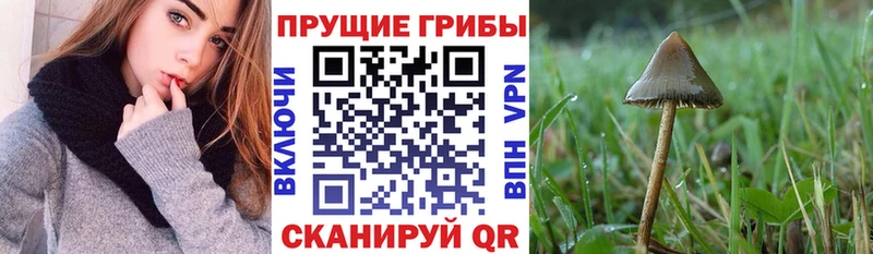 это наркотические препараты  Лагань  Галлюциногенные грибы Cubensis 